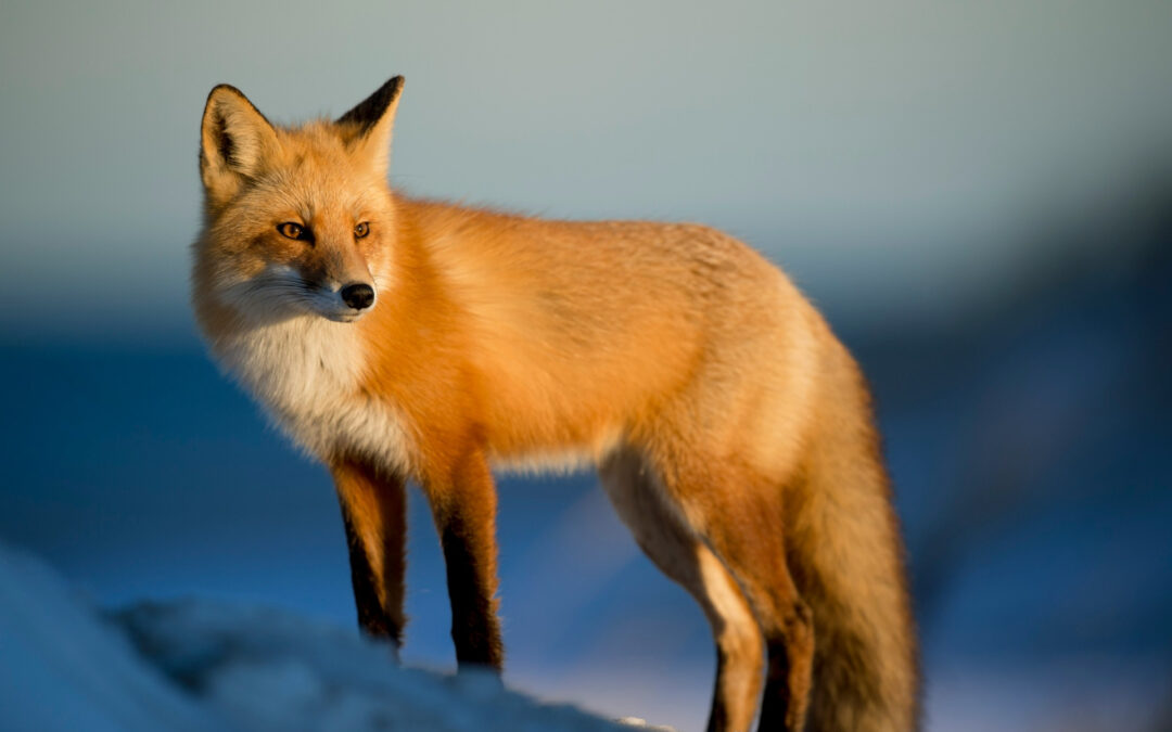 Der Fuchs im goldenen Licht